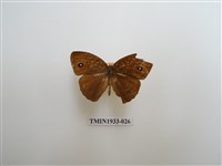 藏品(小眉眼蝶)的圖片